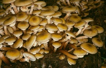 Funghi chiodini