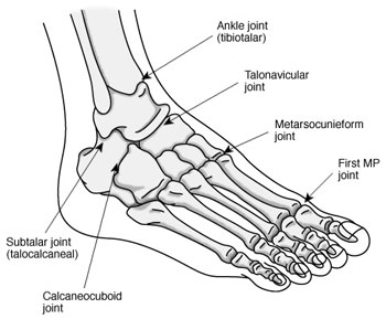 Anatomia della caviglia