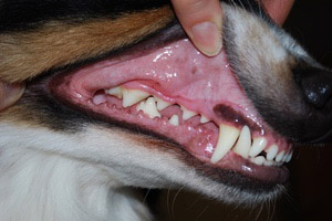 L'alimentazione per la salute dei denti del cane