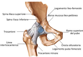 Anatomia dell'articolazione dell'anca