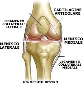 Cartilagine e menischi del ginocchio